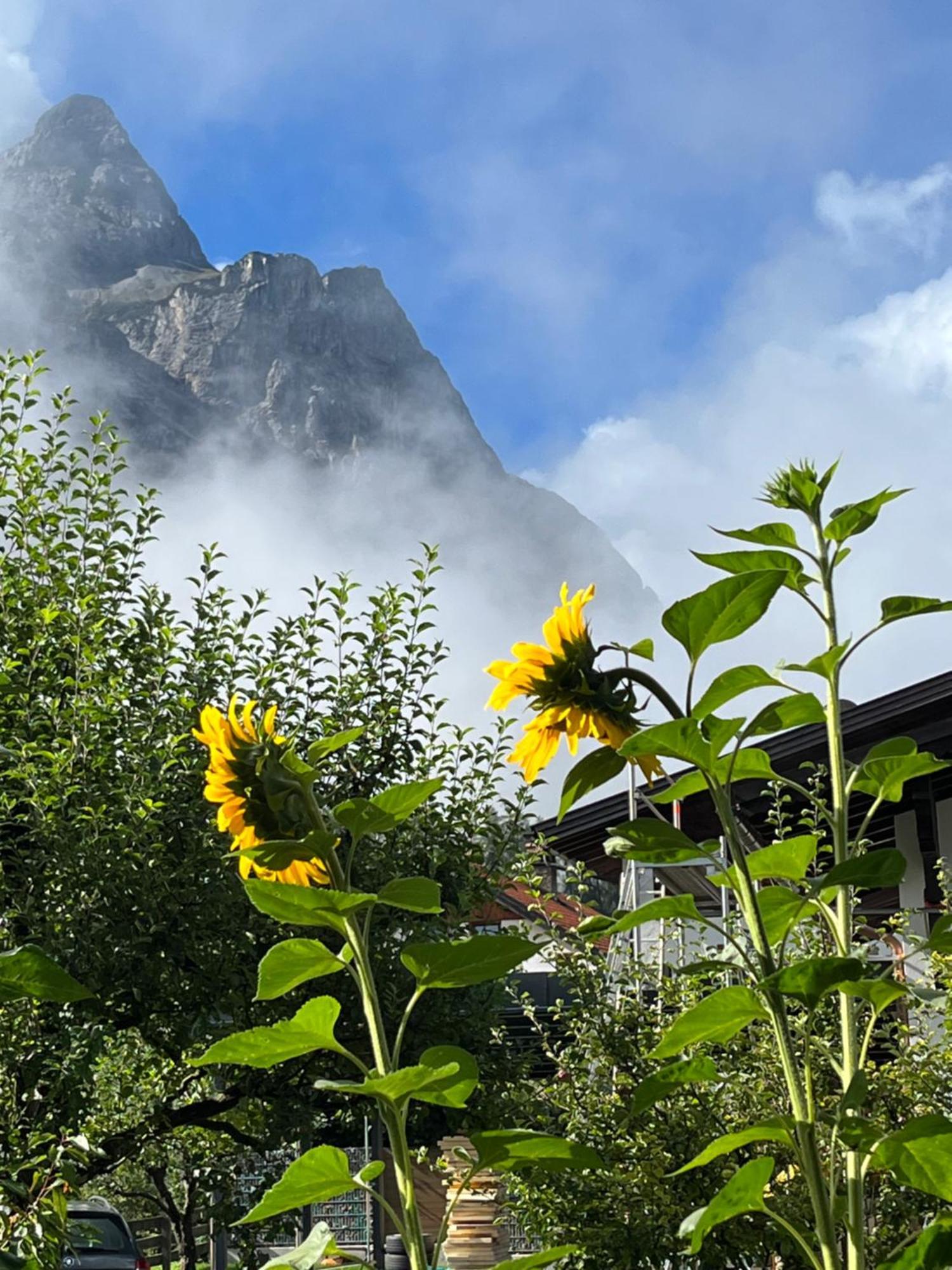 Haus Alpenblume Apartamento Ehrwald Exterior foto